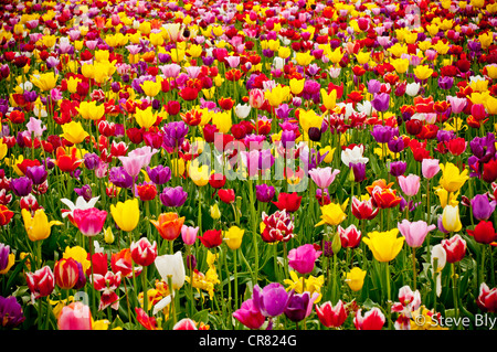 Tulpe Frühlingsblumen blühen auf der hölzernen Schuh Tulip Farm in Woodburn, Oregon Stockfoto