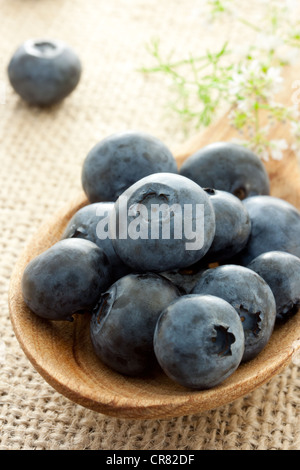 Frische Heidelbeeren in Holzlöffel Stockfoto