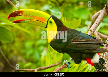 Die Keel-Billed Toucan ist eine Website unter den üppigen Tropenwald der Yucatan Halbinsel, Riviera Maya. Quintana Roo, Mexiko Stockfoto