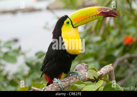 Der Keel-Billed Tukan Vogel thront auf einem tropischen Baum in der Yucatan Halbinsel, Riviera Maya, Quintana Roo, Mexiko Stockfoto