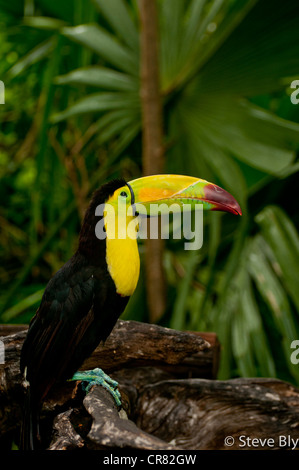 Die Keel-Billed Toucan ist eine majestätische Website unter üppigen Wald der Yucatan-Halbinsel. Riviera Maya, Quintana Roo, Mexiko Stockfoto