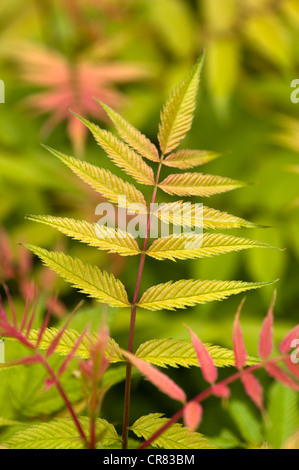 Sorbaria Sorbifolia "sem" Stockfoto