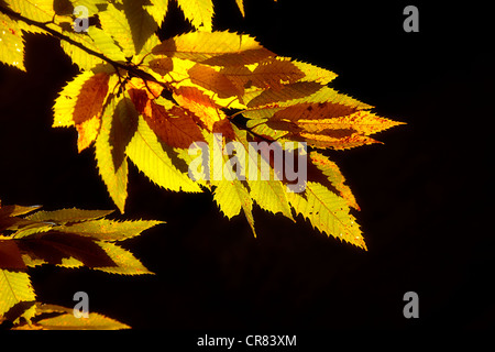 Sweet Chestnut oder Marron (Castanea Sativa), herbstliche Blätter, Hintergrundbeleuchtung Stockfoto