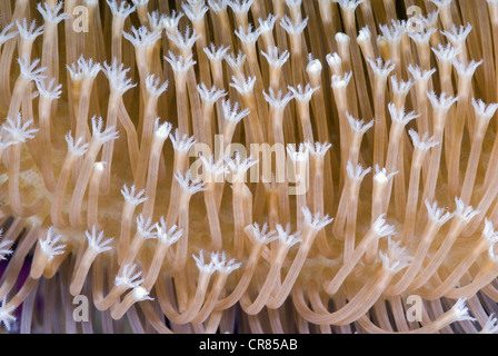 Pilz Leder Koralle Polypen, Sarcophyton SP., Bunaken Marine Park, Sulawesi, Indonesien, Pazifik Stockfoto