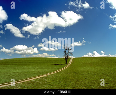 Baum neben einem Feldweg im Frühjahr Stockfoto