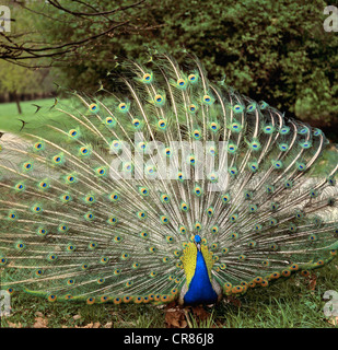 Blauer Pfau (Pavo Cristatus) zeigt seine Rute Federn, Schlosspark in Graz, Österreich, Europa Stockfoto