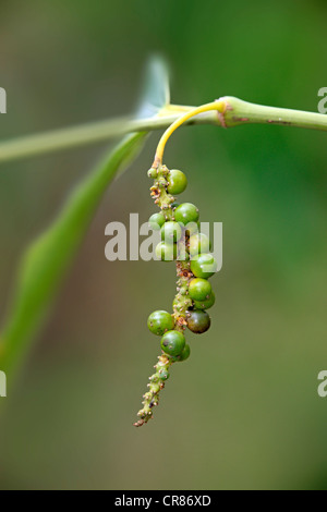 Schwarzer Pfeffer-Pflanze (Piper Nigrum), Obst, Nosy Be, Madagaskar, Afrika Stockfoto