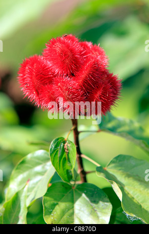 Annatto, Achiote oder Lippenstift Baum (Bixa Orellana), Obst, Nosy Be, Madagaskar, Afrika Stockfoto