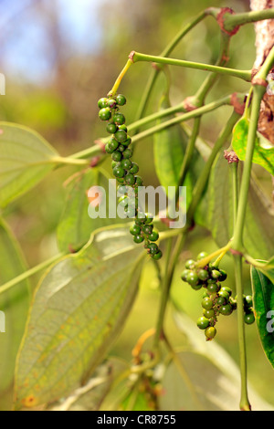 Schwarzer Pfeffer-Pflanze (Piper Nigrum), Obst, Nosy Be, Madagaskar, Afrika Stockfoto