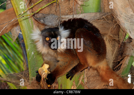 Black Lemur (Eulemur Macaco), Weiblich, Erwachsene, Essen, Nosy Komba, Madagaskar, Afrika Stockfoto