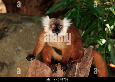 Black Lemur (Eulemur Macaco), Weibchen mit jungen, Nosy Komba, Madagaskar, Afrika Stockfoto