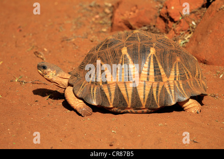 Madagassische strahlte Schildkröte (Geochelone Radiata), Berenty Reserve, Madagaskar, Afrika Stockfoto