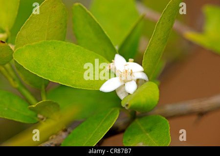 Limette (Citrus Latifolia), blühend, Nosy Be, Madagaskar, Afrika Stockfoto