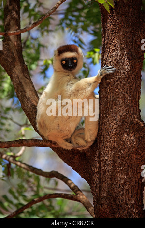 Verreaux Sifaka (Propithecus Verreauxi), Erwachsene in einem Baum, Berenty Reserve, Madagaskar, Afrika Stockfoto