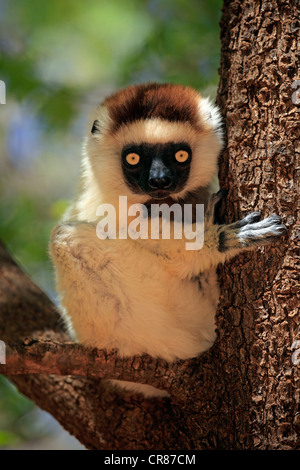 Verreaux Sifaka (Propithecus Verreauxi), Erwachsene in einem Baum, Berenty Reserve, Madagaskar, Afrika Stockfoto