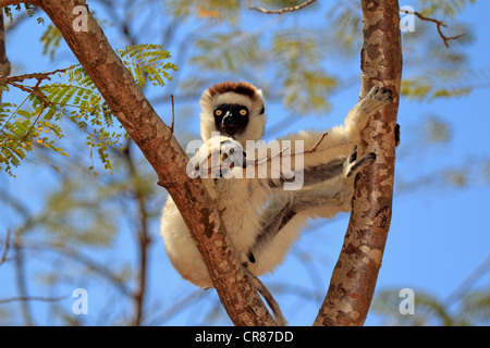 Verreaux Sifaka (Propithecus Verreauxi), Erwachsener, Berenty Reserve, Madagaskar, Afrika Stockfoto