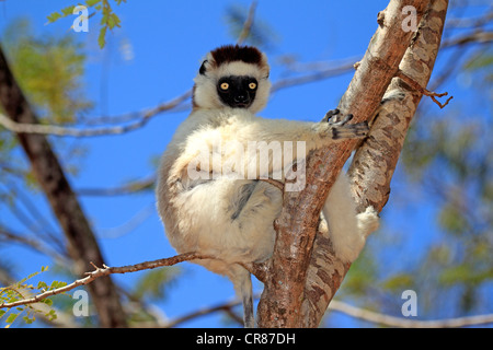 Verreaux Sifaka (Propithecus Verreauxi), Erwachsener, Berenty Reserve, Madagaskar, Afrika Stockfoto