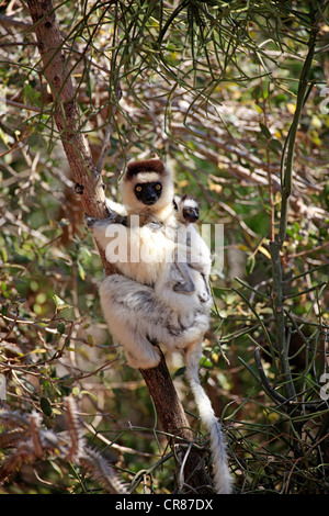 Verreaux Sifaka (Propithecus Verreauxi), Mutter mit jungen, Berenty Reserve, Madagaskar, Afrika Stockfoto