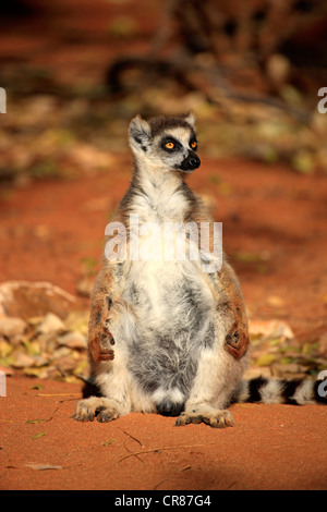 Katta (Lemur Catta), Erwachsene, Sonnenbaden, Berenty Reserve, Madagaskar, Afrika Stockfoto