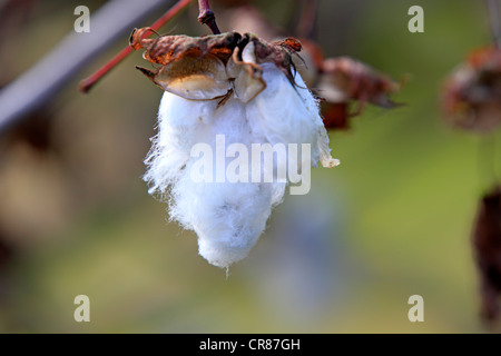 Kapok oder Cotton Tree (Bombax Ceiba), Obst, Nosy Be, Madagaskar, Afrika Stockfoto