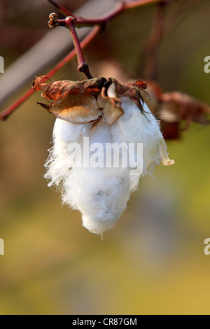 Kapok oder Cotton Tree (Bombax Ceiba), Obst, Nosy Be, Madagaskar, Afrika Stockfoto