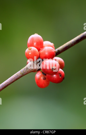 Kaffee (Coffea Arabica), Obst, Kaffeebaum, Nosy Be, Madagaskar, Afrika Stockfoto