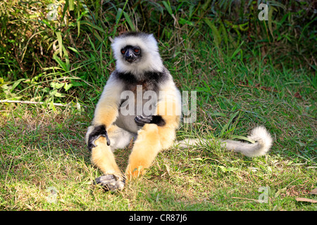 Matrizengeformte Sifaka (Propithecus Diadema), Erwachsene, Madagaskar, Afrika Stockfoto