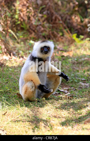 Matrizengeformte Sifaka (Propithecus Diadema), Erwachsene, Madagaskar, Afrika Stockfoto