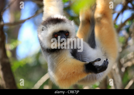 Matrizengeformte Sifaka (Propithecus Diadema), Erwachsene, Madagaskar, Afrika Stockfoto