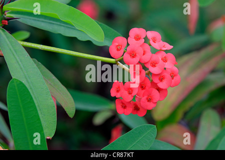 Krone aus Dornen (Euphorbia Milii), blühend, Nosy Be, Madagaskar, Afrika Stockfoto