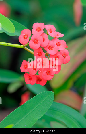 Krone aus Dornen (Euphorbia Milii), blühend, Nosy Be, Madagaskar, Afrika Stockfoto