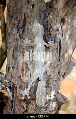 Moosigen Blatt-tailed Gecko (Uroplatus Sikorae), getarnt auf einem Baumstamm Madagaskar, Afrika Stockfoto