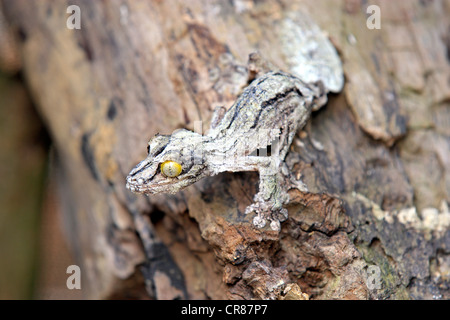 Moosigen Blatt-tailed Gecko (Uroplatus Sikorae), getarnt auf einem Baumstamm Madagaskar, Afrika Stockfoto