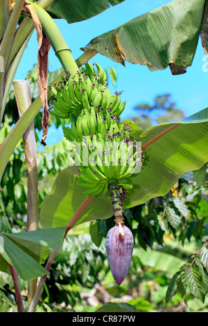 Bananen (Musa X paradisiaca), Blüte und Frucht, Nosy Komba, Madagaskar, Afrika Stockfoto