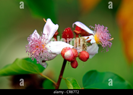 Annatto, Achiote oder Lippenstift Baum (Bixa Orellana), Blüten, Nosy Be, Madagaskar, Afrika Stockfoto