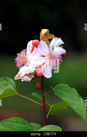 Annatto, Achiote oder Lippenstift Baum (Bixa Orellana), Blüten, Nosy Be, Madagaskar, Afrika Stockfoto