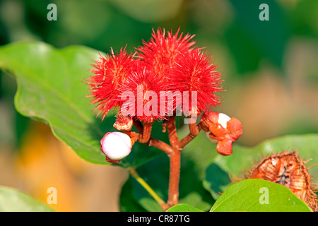 Annatto, Achiote oder Lippenstift Baum (Bixa Orellana), Obst, Nosy Be, Madagaskar, Afrika Stockfoto