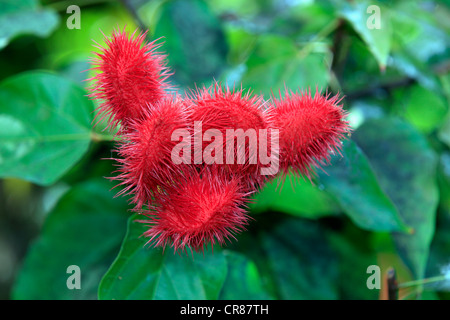 Annatto, Achiote oder Lippenstift Baum (Bixa Orellana), Obst, Nosy Be, Madagaskar, Afrika Stockfoto