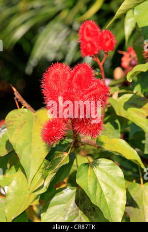 Annatto, Achiote oder Lippenstift Baum (Bixa Orellana), Obst, Nosy Be, Madagaskar, Afrika Stockfoto