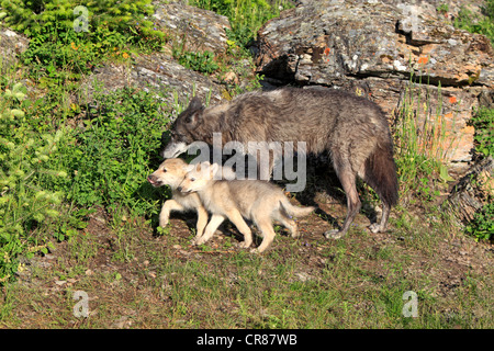 Östlichen Wolf (Canis Lupus LYKAON), erwachsenes Weibchen und zwei Welpen, 8 Wochen, Montana, USA, Nordamerika Stockfoto