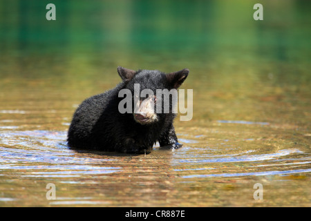 Amerikanische Schwarzbären (Ursus Americanus), Jungtier, sechs Monate, in den Wasser, Montana, USA, Nordamerika Stockfoto