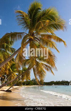 France, Martinique (Französische Antillen), Grande Anse des Salines, Strand Stockfoto