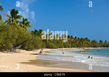 France, Martinique (Französische Antillen), Grande Anse des Salines, Strand Stockfoto