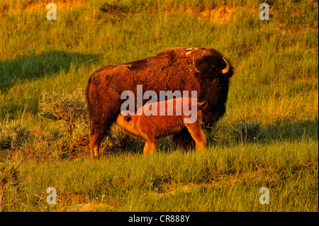 Amerikanische Bisons (Bison Bison) Weiden Herde im zeitigen Frühjahr, Theodore-Roosevelt-Nationalpark (South Unit), North Dakota, USA Stockfoto