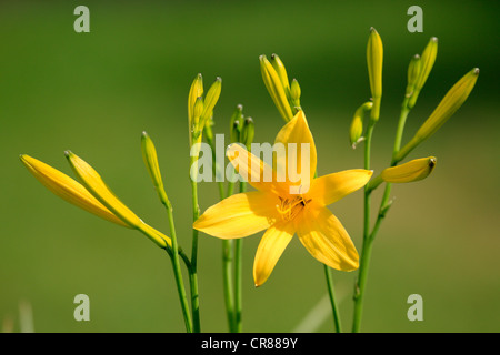Orange gelbe Taglilie (Hemerocallis Aurantiaca), Deutschland, Europa Stockfoto