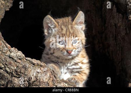 Rotluchs (Lynx Rufus), Kätzchen, acht Wochen, Porträt, Höhle, Baumstamm, Montana, USA, Nordamerika Stockfoto