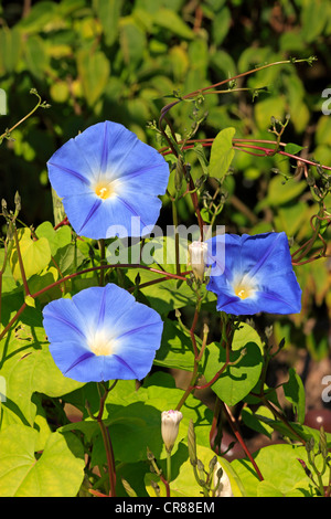 Lila, Glory, Prunkwinde (Ipomoea Purpurea), Deutschland, Europa Stockfoto