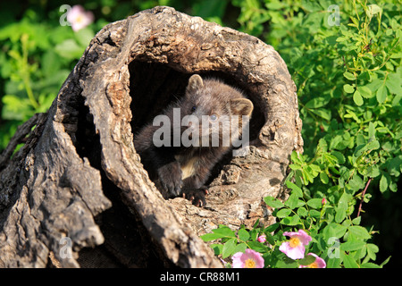 Fisher (Martes Pennanti), jung, 14 Wochen alt, Blick aus der Burrow, Montana, North America, USA Stockfoto