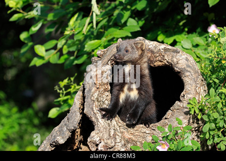 Fisher (Martes Pennanti), jung, 14 Wochen alt, Blick aus der Burrow, Montana, North America, USA Stockfoto