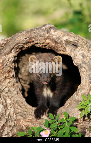 Fisher (Martes Pennanti), jung, 14 Wochen alt, Blick aus der Burrow, Montana, North America, USA Stockfoto